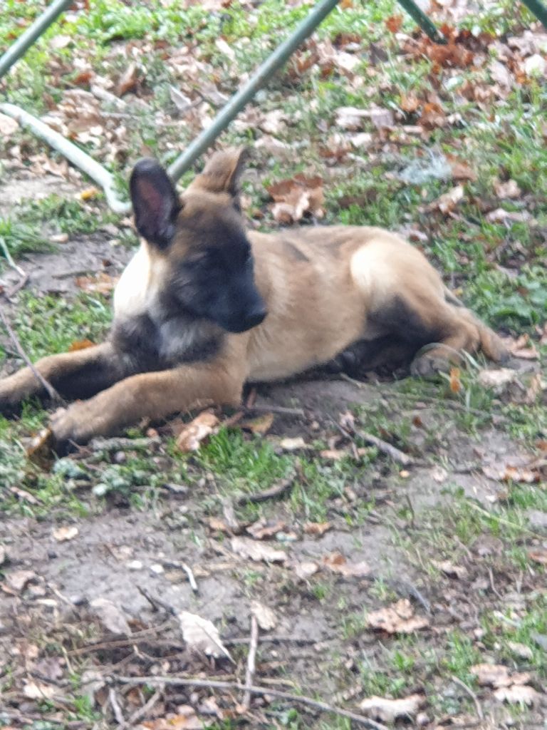 Du Paradis De Teina - Chiots disponibles - Berger Belge