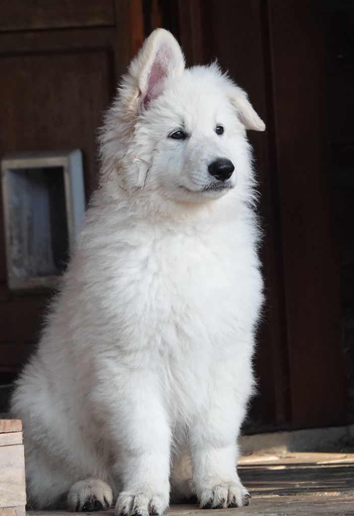 Du Domaine De La Fuste - Berger Blanc Suisse - Portée née le 13/07/2020