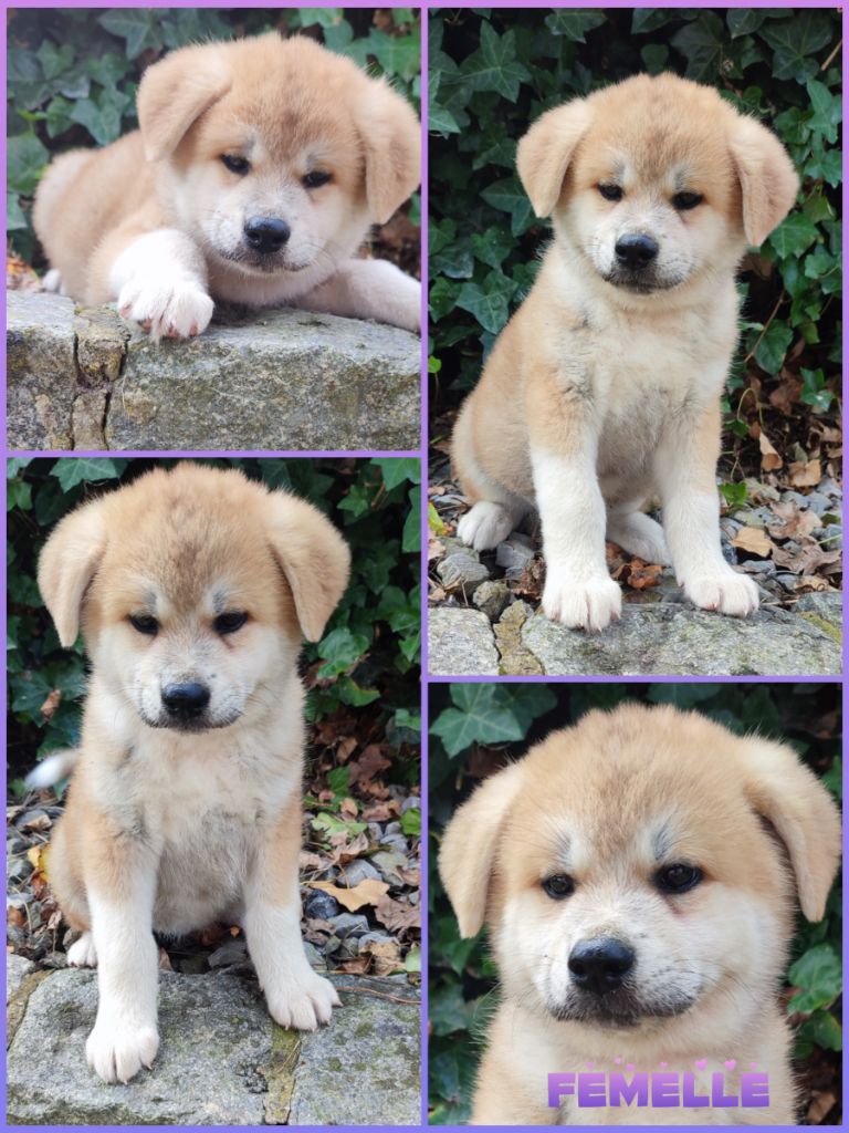 Daisy Baron - Chiots disponibles - Akita