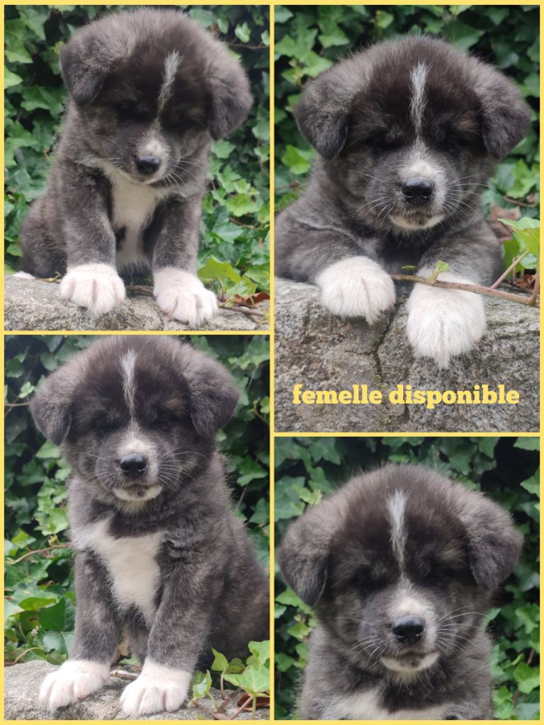 Daisy Baron - Chiots disponibles - Akita