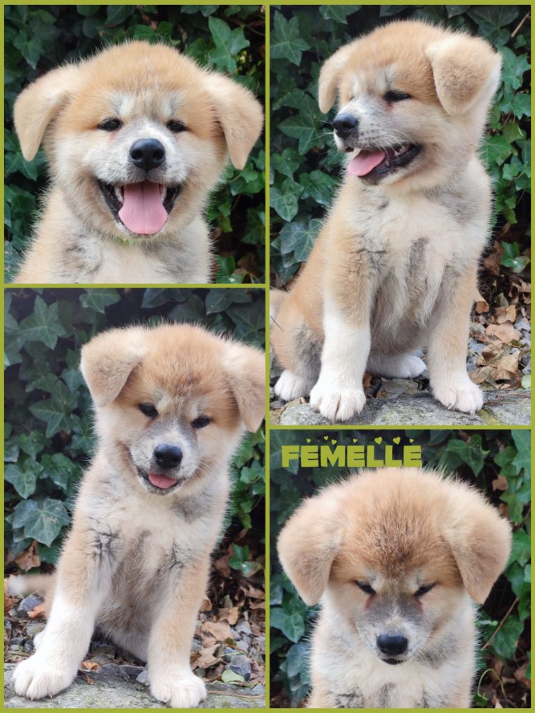 Daisy Baron - Chiots disponibles - Akita