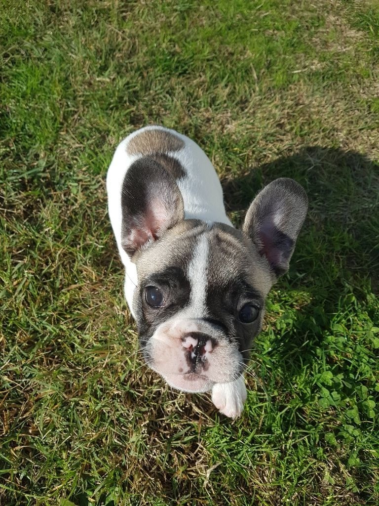 Du Paradis De Fitzg - Chiots disponibles - Bouledogue français