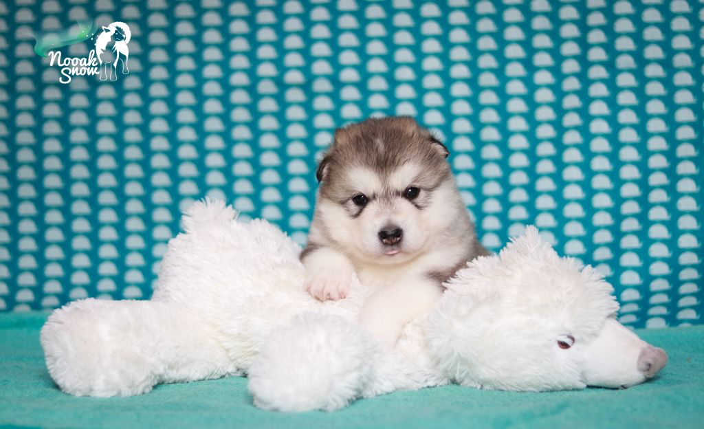 Nooak Snow - Chiots disponibles - Alaskan Malamute