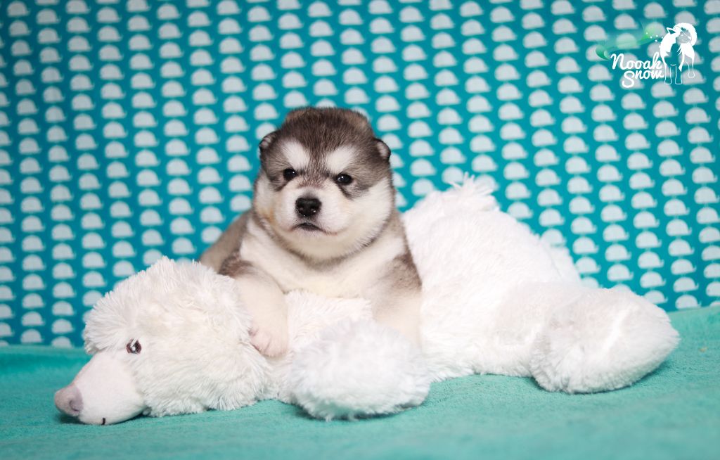 Nooak Snow - Chiots disponibles - Alaskan Malamute