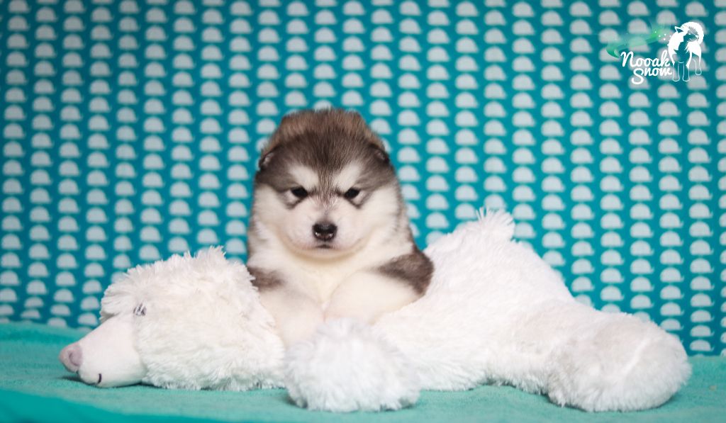 Nooak Snow - Chiots disponibles - Alaskan Malamute