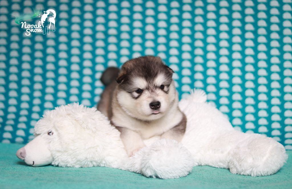 Nooak Snow - Chiots disponibles - Alaskan Malamute