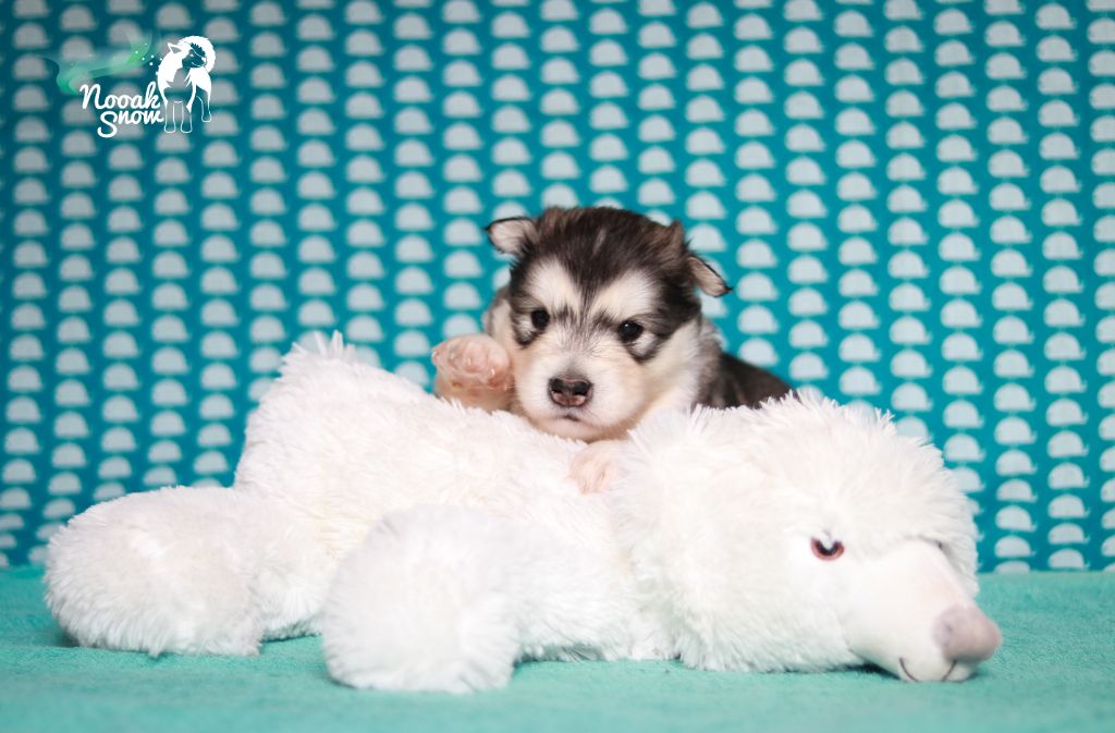 Nooak Snow - Chiots disponibles - Alaskan Malamute