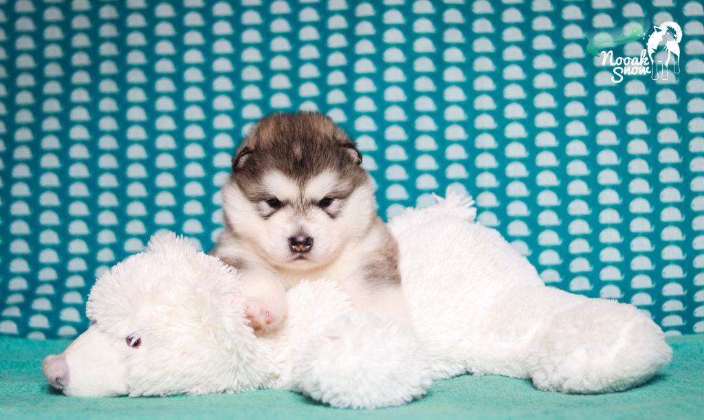 Nooak Snow - Chiots disponibles - Alaskan Malamute