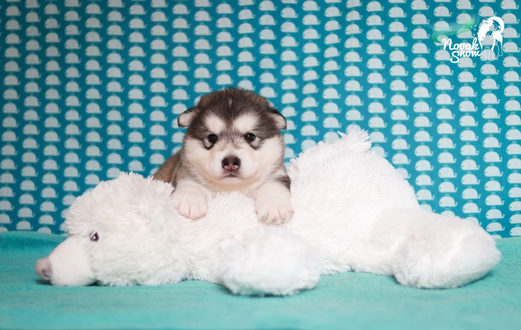 Nooak Snow - Chiots disponibles - Alaskan Malamute