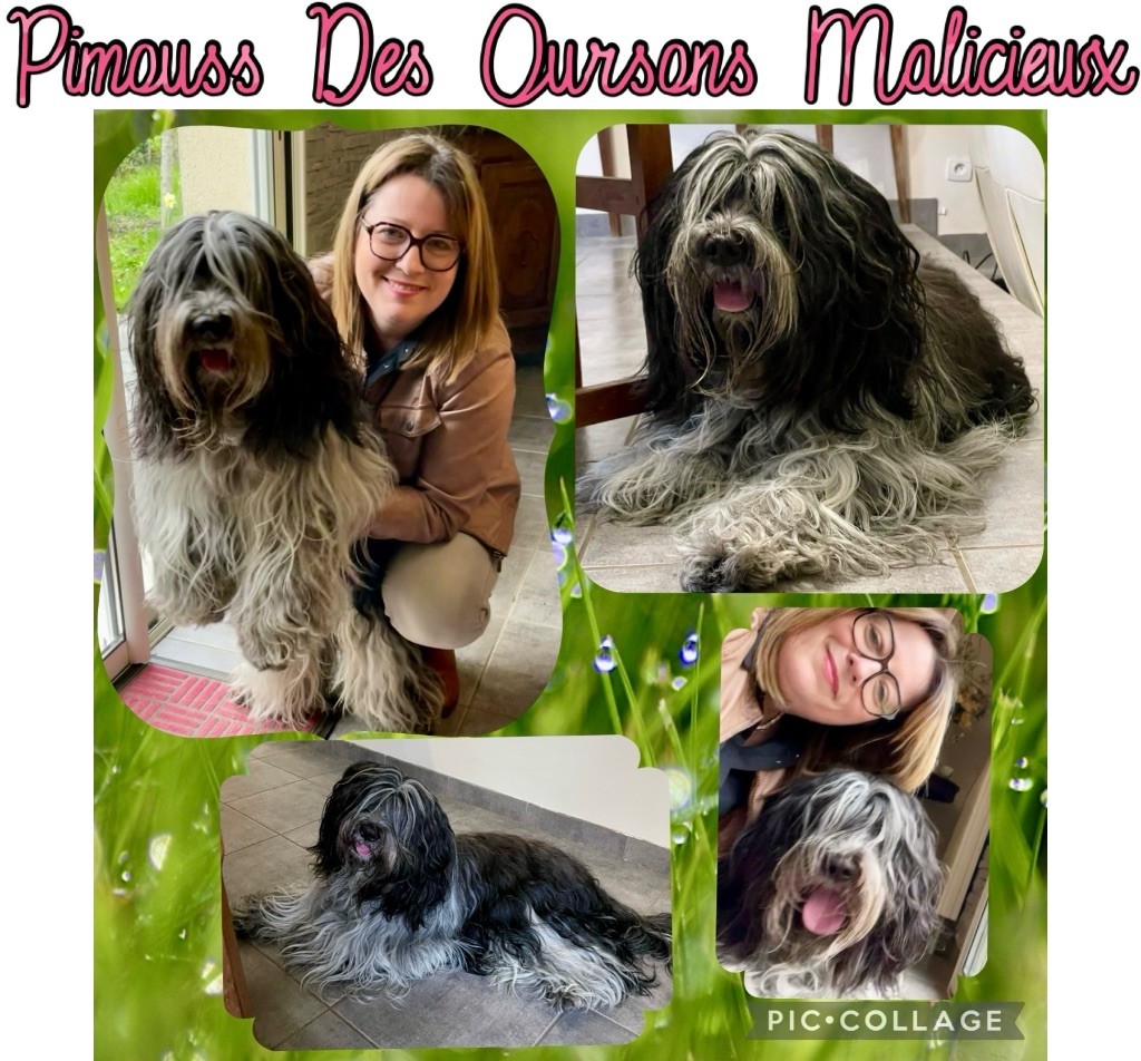 Des Oursons Malicieux - Ch. Pimouss Des Oursons Malicieux