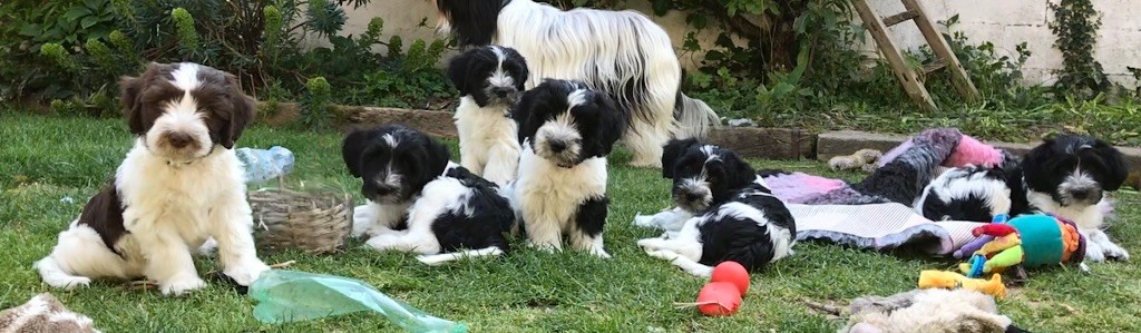 Des Oursons Malicieux - Joyeux anniversaire à mes petits S!!! 