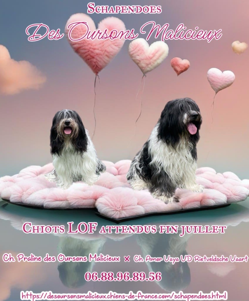 Des Oursons Malicieux - Chiots schapendoes attendus fin juillet !! 