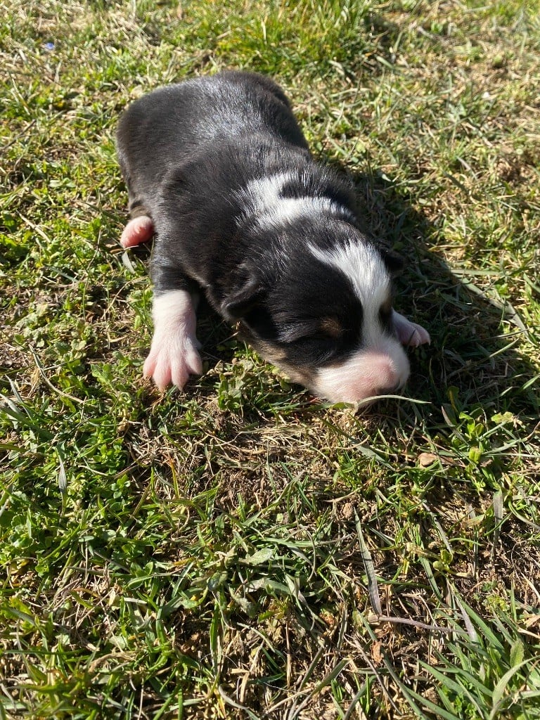 De L'Hubac De Lange - Chiots disponibles - Border Collie