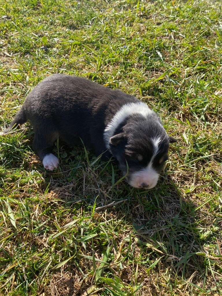 De L'Hubac De Lange - Chiots disponibles - Border Collie