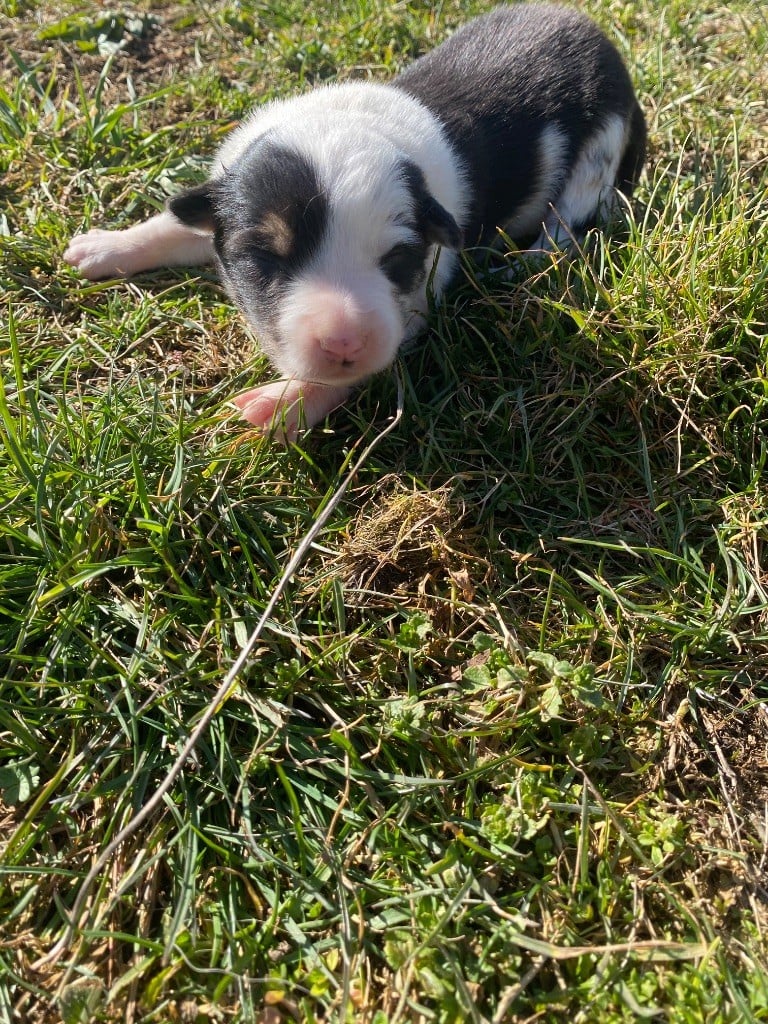 De L'Hubac De Lange - Chiots disponibles - Border Collie