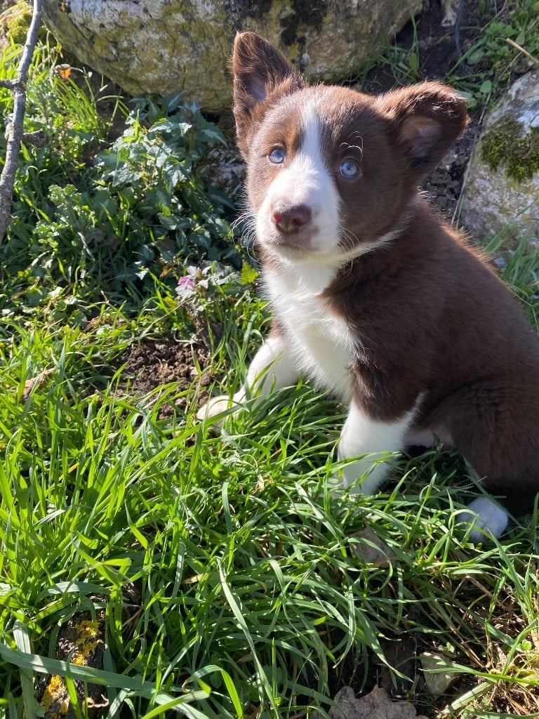 De L'Hubac De Lange - Chiots disponibles - Border Collie