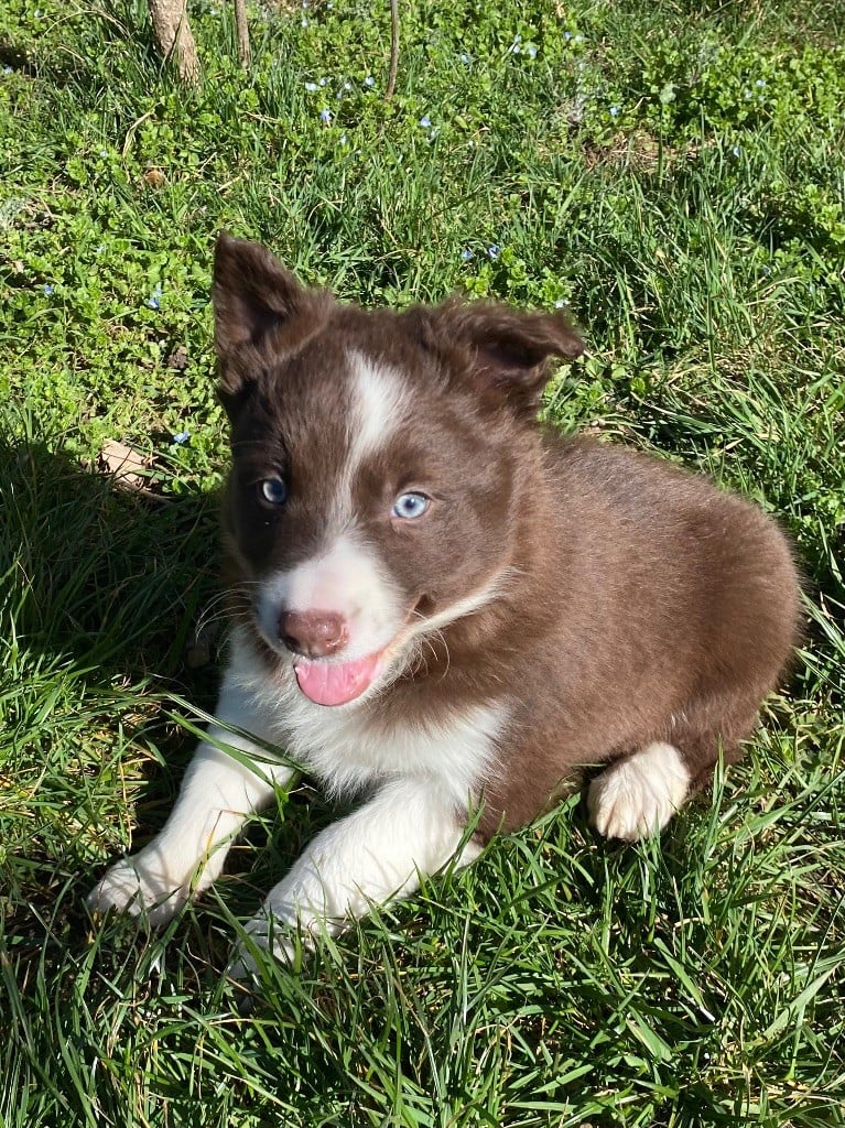 De L'Hubac De Lange - Chiots disponibles - Border Collie