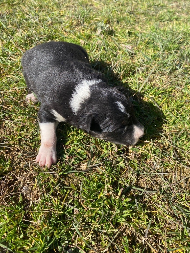 De L'Hubac De Lange - Chiots disponibles - Border Collie