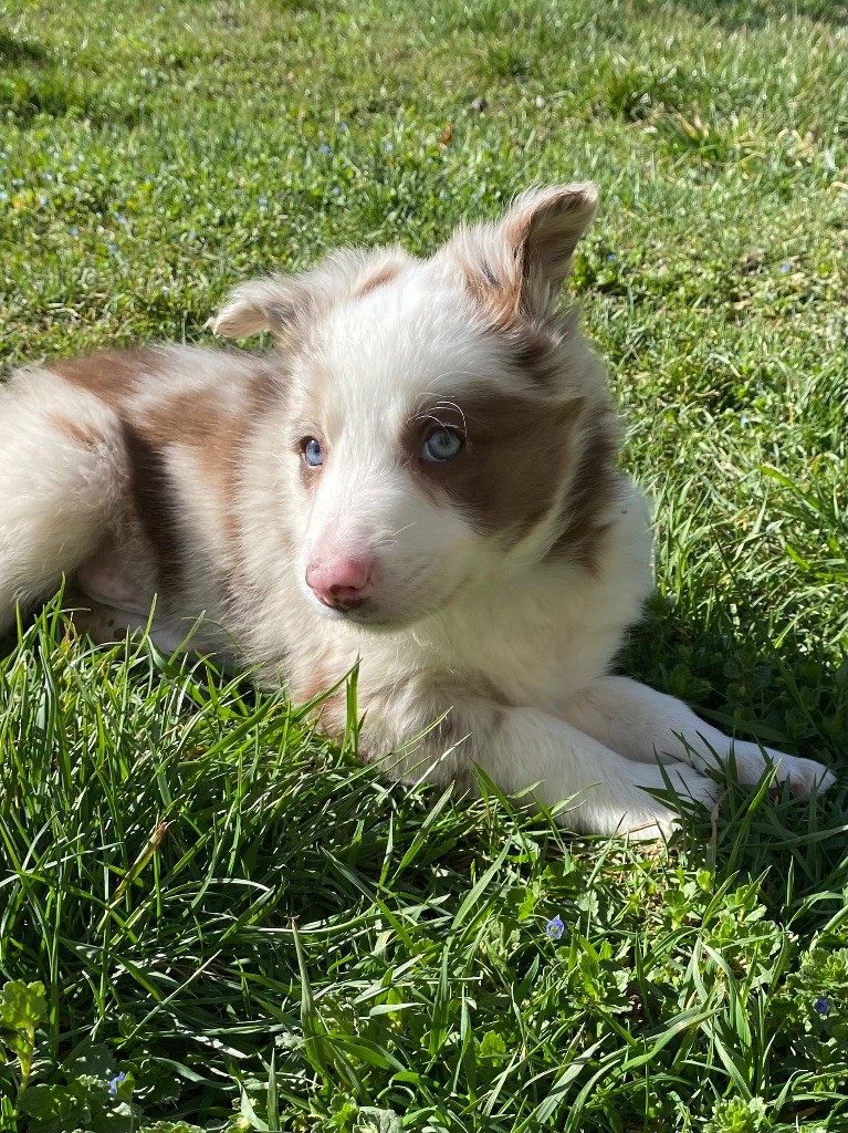 De L'Hubac De Lange - Chiots disponibles - Border Collie