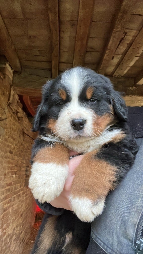 Du Monde De Naïa - Chiots disponibles - Bouvier Bernois