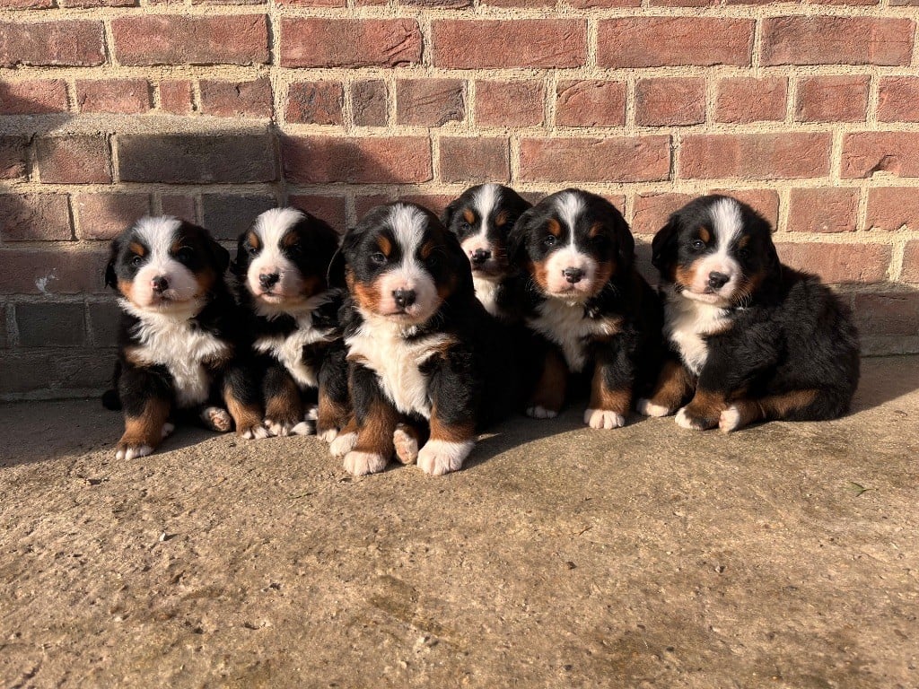 Chiot Bouvier Bernois Du Monde De Naïa