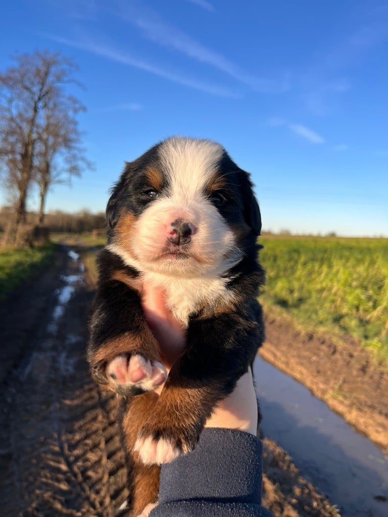 Du Monde De Naïa - Chiots disponibles - Bouvier Bernois