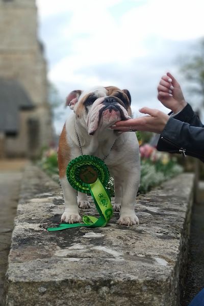 Colonel Poppin's - Starlette qualifiée pour la Crufts 