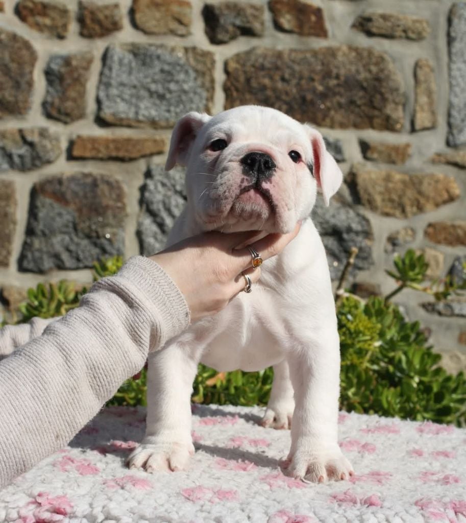 Colonel Poppin's - Chiots disponibles - Bulldog Anglais