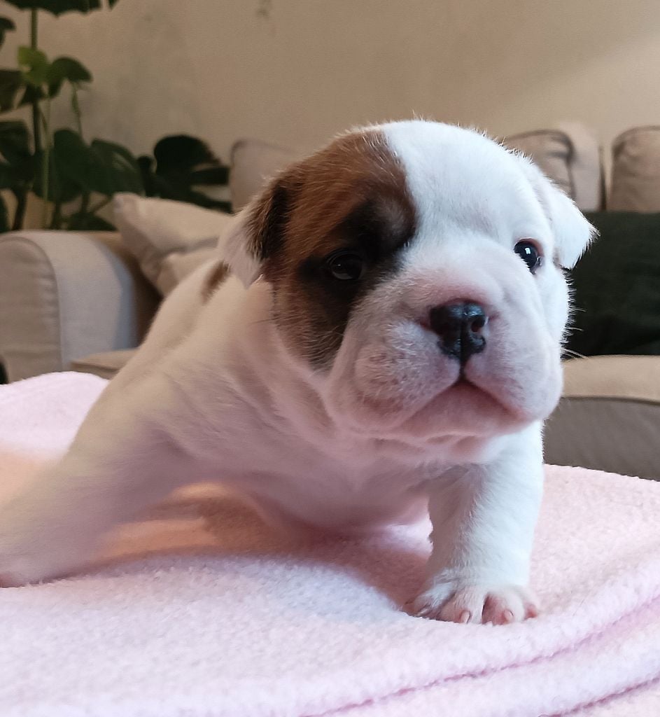 Colonel Poppin's - Chiots disponibles - Bulldog Anglais