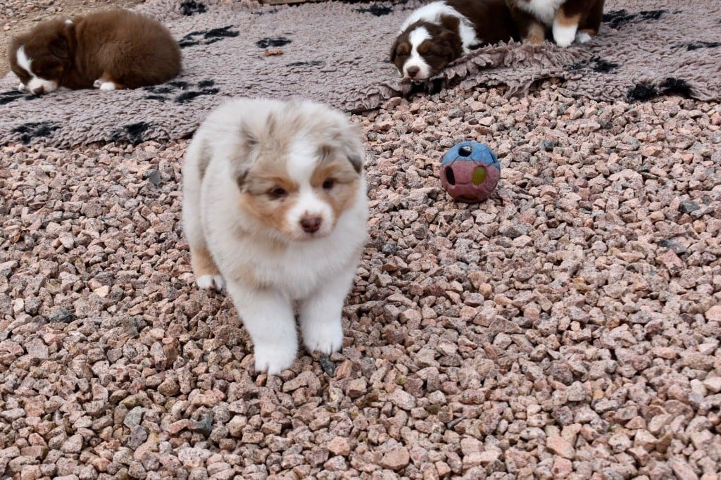 De La Vallée Féérique - Chiots disponibles - Berger Australien