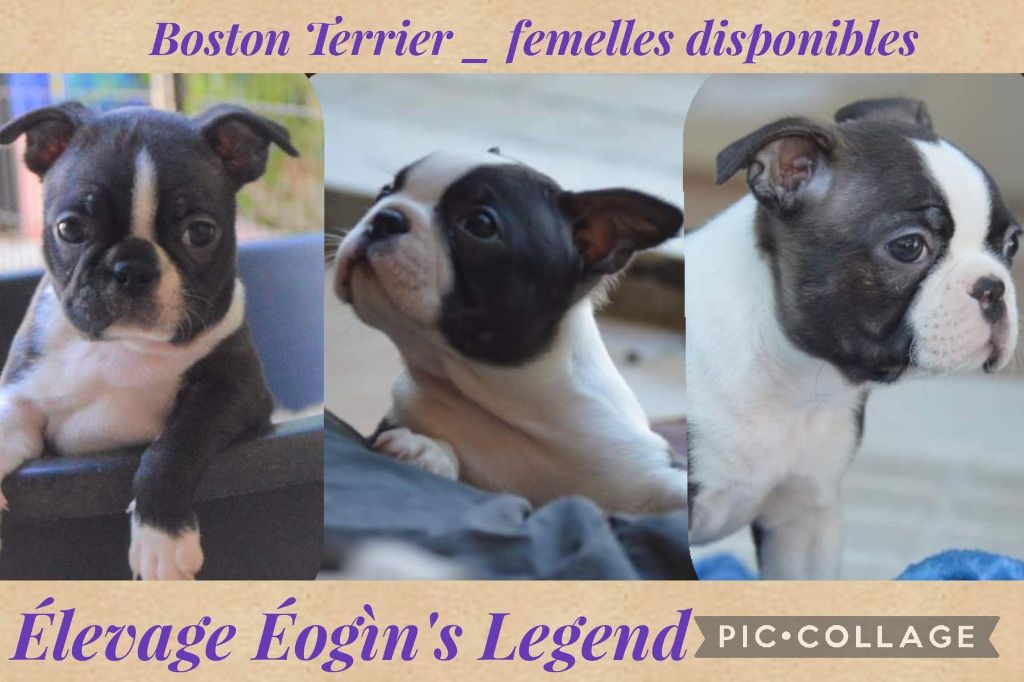 D'Eogin - Boston Terrier - Portée née le 17/05/2022