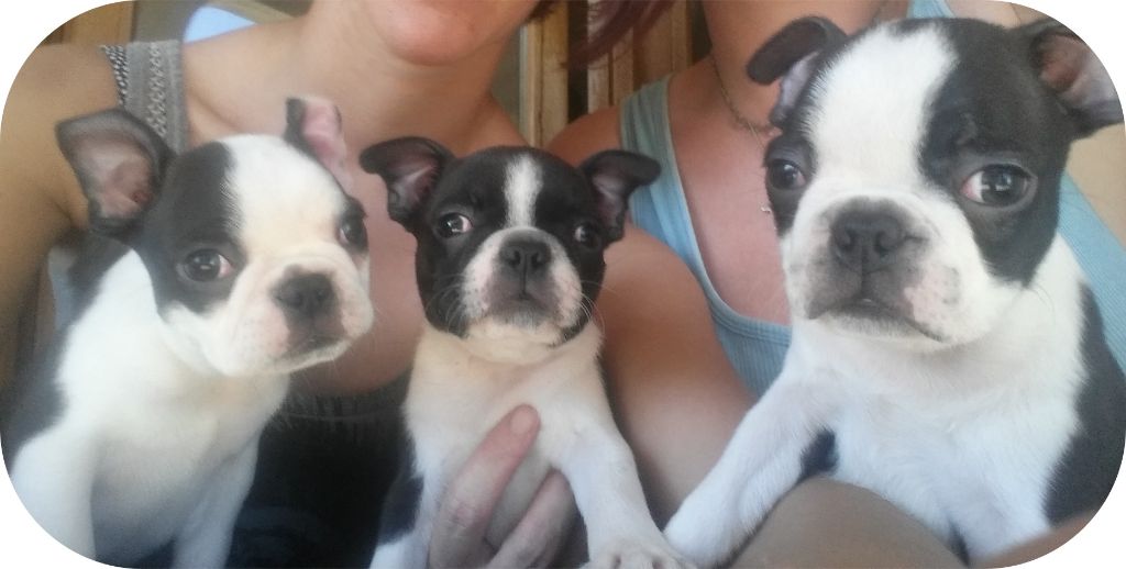 D'Eogin - Boston Terrier - Portée née le 10/08/2018