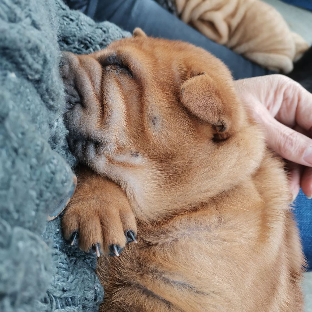 Chiot Shar Pei Du domaine d'Ilou