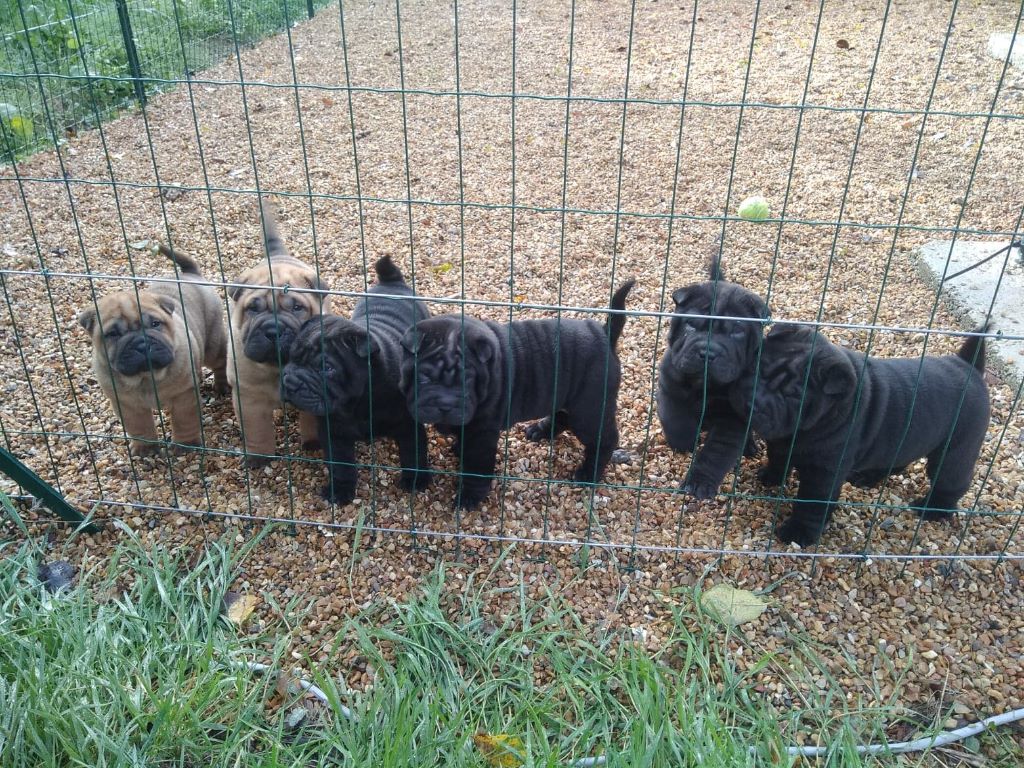 Du domaine d'Ilou - Shar Pei - Portée née le 03/10/2019