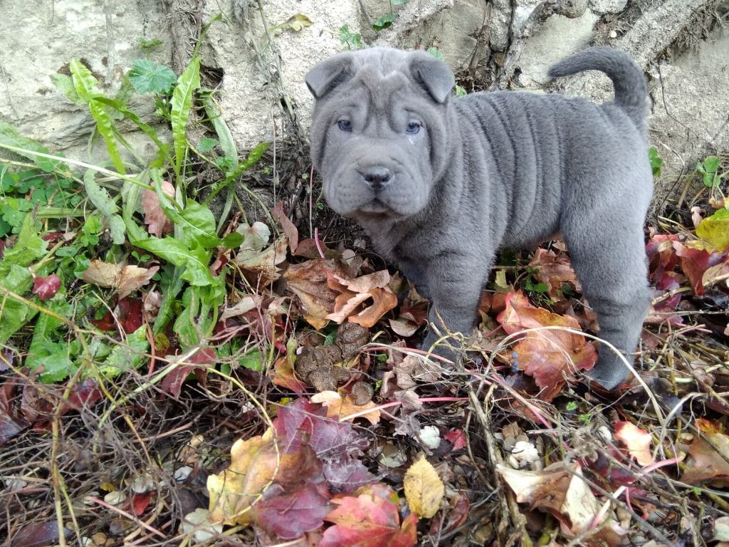 Du domaine d'Ilou - Shar Pei - Portée née le 23/09/2019