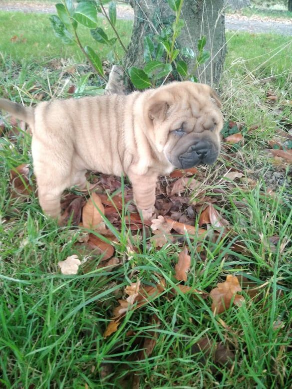 Du domaine d'Ilou - Shar Pei - Portée née le 30/09/2021