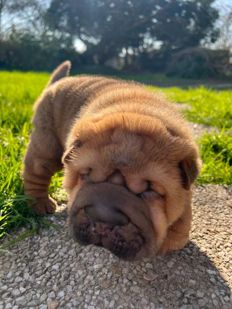 Du domaine d'Ilou - Chiots disponibles - Shar Pei