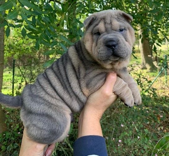 Du domaine d'Ilou - Shar Pei - Portée née le 16/09/2021