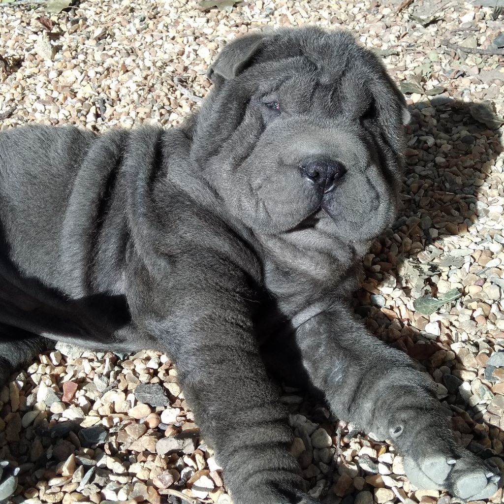 Du domaine d'Ilou - Shar Pei - Portée née le 23/07/2018