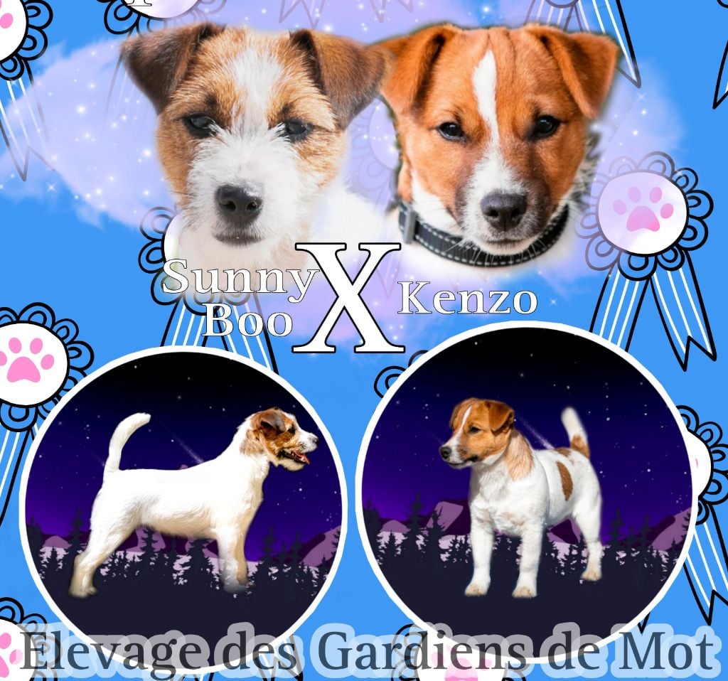 Des Gardiens De Mot - Jack Russell Terrier - Portée née le 23/03/2024