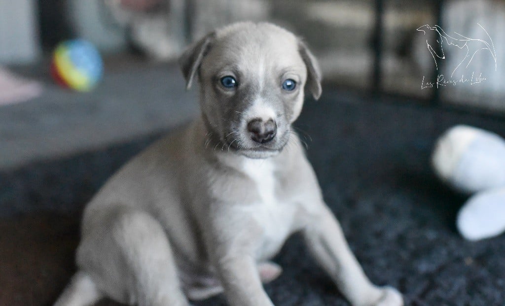 Des Rêves De Lilou - Chiots disponibles - Whippet