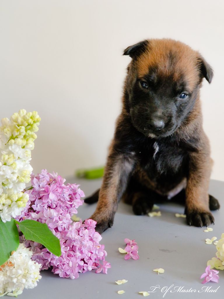 Rachel Lallemand - Chiots disponibles - Berger Belge