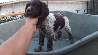 CHIOT MARRON ET BLANC