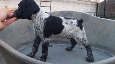 CHIOT NOIR ET BLANC 