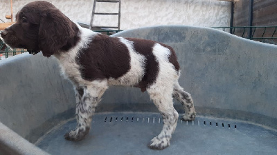 CHIOT MARRON ET BLANC