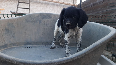 CHIOT NOIR ET BLANC 