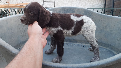 CHIOT MARRON ET BLANC