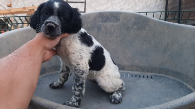 CHIOT NOIR ET BLANC 