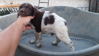 CHIOT MARRON ET BLANC