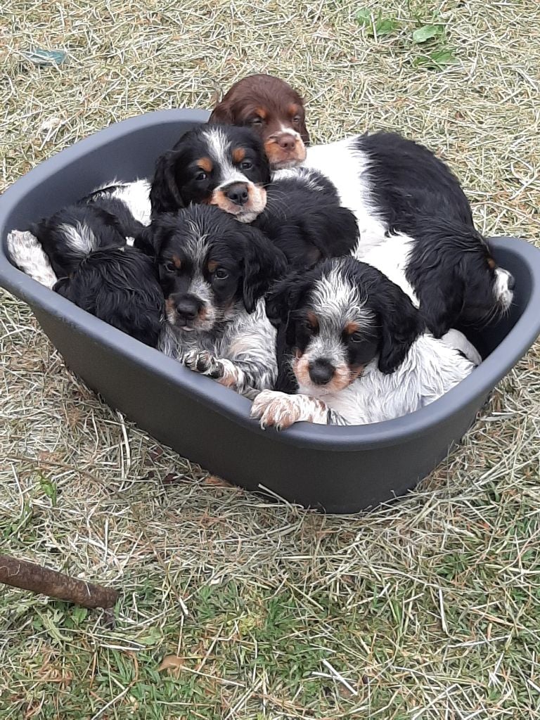 Chiot Epagneul Breton De La Maison Martel